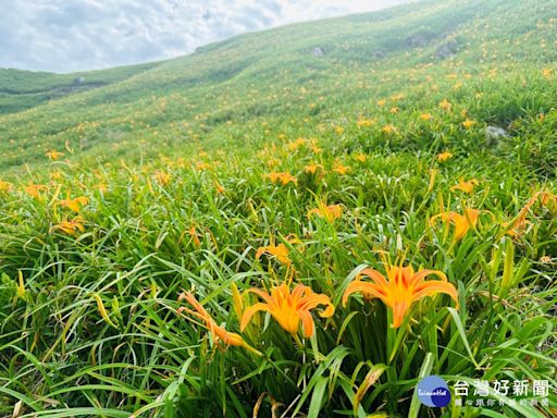 漫遊「天使花毯」璀璨美景 富里鄉六十石山金針花季登場