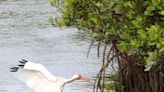 Florida birds of a feather: White ibis and other avifauna you can see in Volusia County