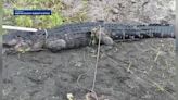 A gator attacked a farmer in Palm City - WSVN 7News | Miami News, Weather, Sports | Fort Lauderdale