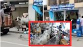 [Video] Vacas se metieron a un local comercial y destruyeron lo que encontraron; hubo caos