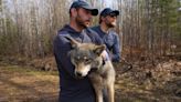 Fishing with wolves: New exhibit explores what the predators eat in summer