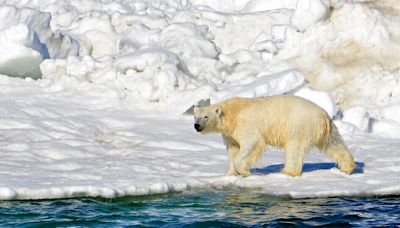 Muere oso polar tras jugar rudamente con otro oso