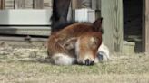 Rare Endangered Banker Horse Gives Birth To Beautiful Pony