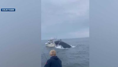 Video captures whale breaching into fishing boat near Portsmouth Harbor