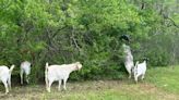 City of Lewisville brings in goats to help clear vegetation, plants