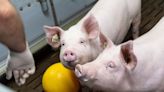 Scientists restored dead pigs' cell function and heartbeats, blurring the line between life and death
