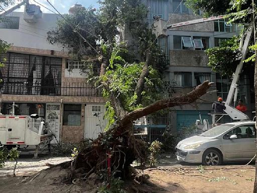 Cae gigantesco árbol y queda recargado de dos inmuebles en la Cuauhtémoc