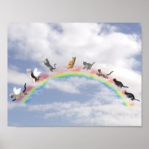 cats on rainbow