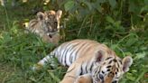 Rare Footage of Twin Sumatran Tiger Cubs Emerging From Their Den Is Too Cute