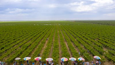 California cuts back on safety enforcement as farmworkers toil in extreme heat