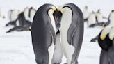 Antarctique : La fonte de la banquise tue les bébés des manchots empereurs, selon une étude