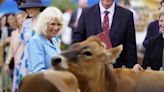 Camilla laughs as Jersey cows get frisky during royal visit