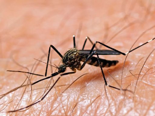 Illinois Department of Public Health reports first 2 mosquito batches of 2024 to test positive for West Nile Virus