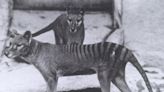 Back from the dead: How scientists aim to bring Tasmanian tiger back from extinction