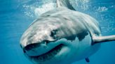 It's Shark Week — Here Are 17 Shark Facts That Are Really, Really Cool