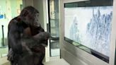 Jesse Eisenberg Visits Ape Center to Screen Sasquatch Sunset for His Primate Fans (Exclusive)