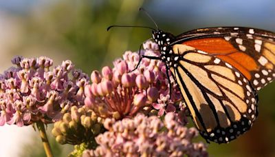 Mysterious monarch phenomenon will occur in Oklahoma, Texas over next few months