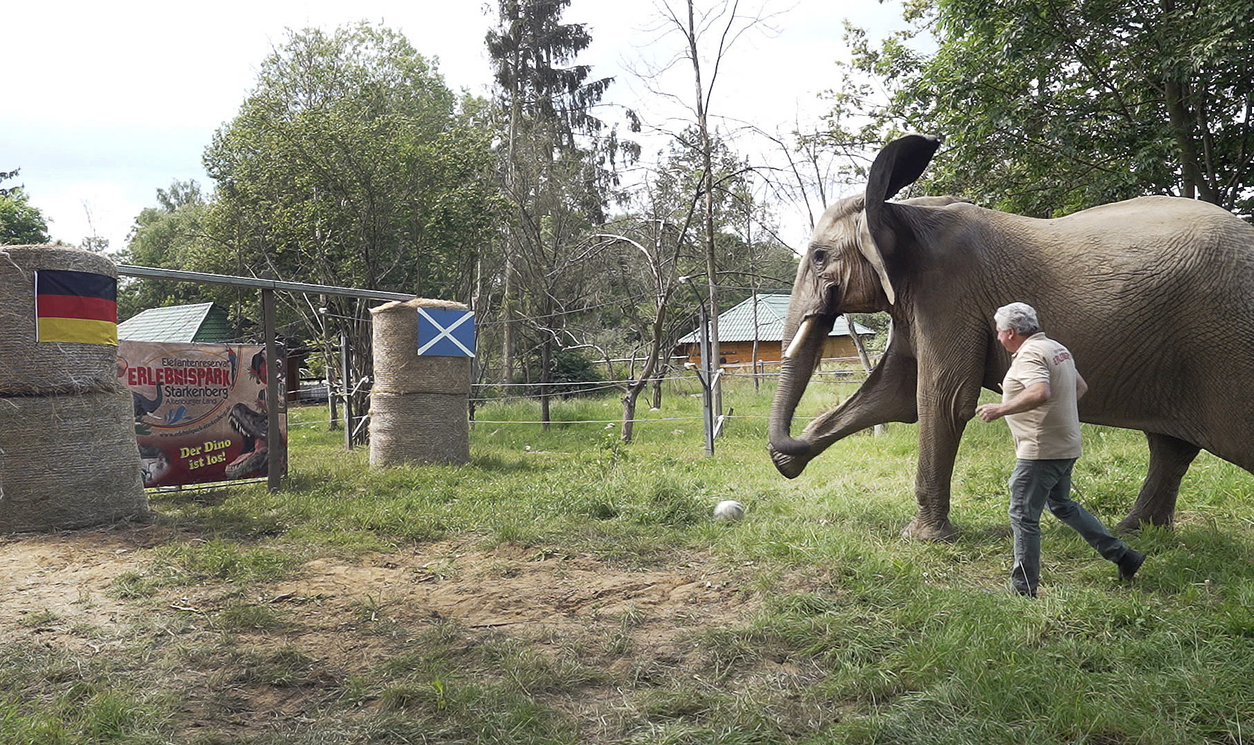 With a big kick, Bubi the elephant oracle predicts Germany to win Euro 2024 opener