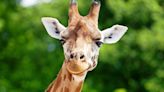 Toddler grabbed by giraffe from truck during a safari in Texas