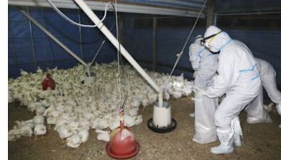 OMS reporta muerte en México del primer caso de gripe aviar H5N2 en el mundo