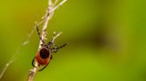 How to Get Rid of Ticks