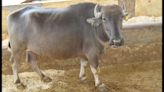 Haryana: NDRI decodes genome of Bhadawari buffalo to enhance breeding