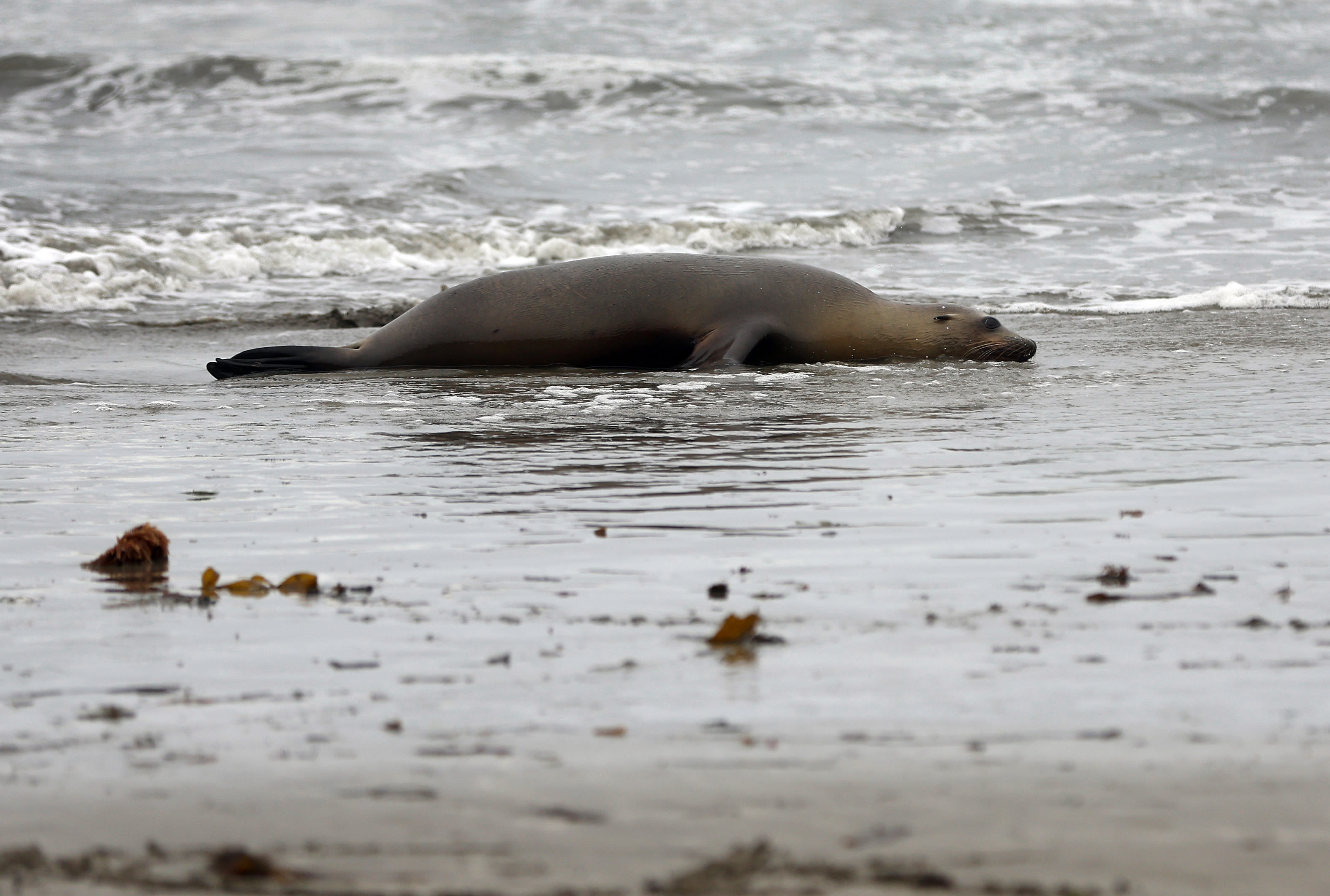 Outbreak of neurotoxin killing unprecedented number of sea lions along California coast