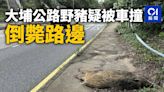 大埔公路野豬疑被車撞 倒斃路邊