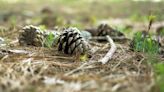 La sequía que está matando pinos en los bosques valencianos puede ser una oportunidad