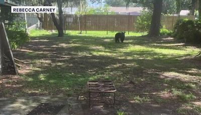 Black bear spotted roaming Lakeland neighborhood, FWC monitoring