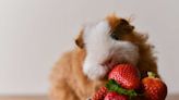 What Fruits Can Guinea Pigs Eat?