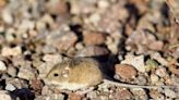 Goetze: These little critters live large in the Wichita Falls area