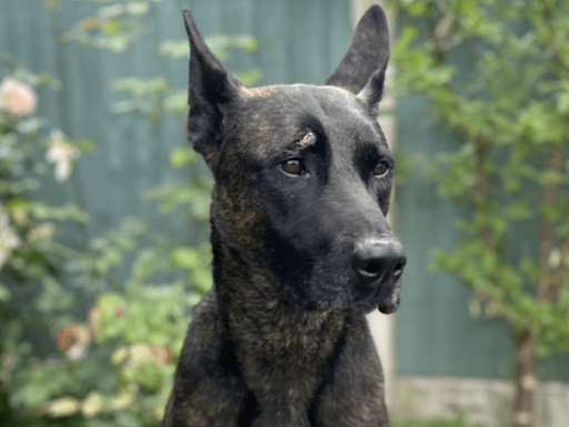 Police dog attacked with brick and six officers injured in ‘abhorrent’ violence