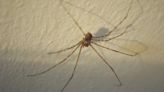 Esta es la araña que debes cuidar si la ves en tu casa ya que es la depredadora natural de la violinista