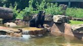 This bear masterminded 2 St. Louis Zoo escapes. Now he’s off to the Lone Star State