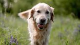 Golden Retriever Finds a Squawking Baby Bird and Isn’t Sure What to Think of It