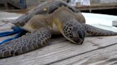 Rescuers race against the clock as sea turtles recover after freezing temperatures