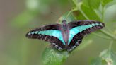 Cómo obtienen sus colores las mariposas, según un nuevo estudio