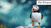 The UK’s best places to spot puffins