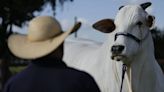 El reinado de Viatina, la historia detrás de la vaca más cara jamás vendida en una subasta