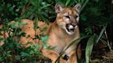 Florida panthers and more: 5 rare and endangered animals found in East Manatee County