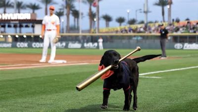 Minor League bat dog feted with retirement party in Las Vegas