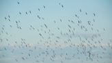 Los pesticidas prohibidos que amenazan a las aves de Doñana