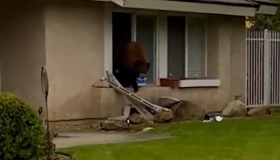 La historia del oso apodado “Oreo” porque entra a las casas a robar sólo galletitas de esa marca
