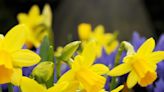 How to plant daffodil bulbs - ensure a pretty display when spring arrives