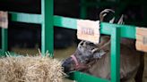 Santa's reindeer cleared for flight in PA. Here's how to track them on Christmas Eve