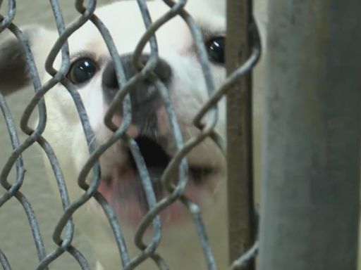 Jacksonville Animal Services looking to catch people dropping dogs off at front steps of shelter