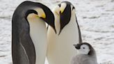 Imágenes satélite muestran nuevas colonias de pingüinos emperador en la Antártida