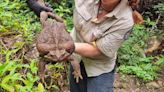 Cane Toad Controversy: Is 'Toadzilla' a Record-Breaker?