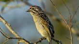 Genes allow birds to keep the rhythm while singing